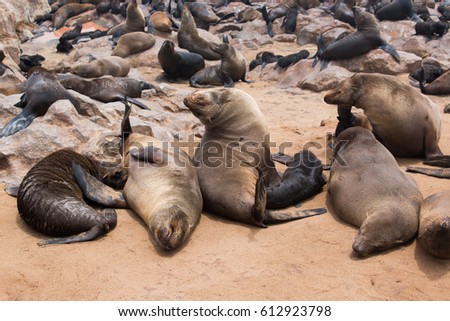 sea lion colony at cape cross one of the largest colonies of this mammal namibia africa