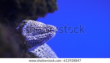  laced moray, spotted moray eels, coral reef, carnivorous fish, leopard morays, tropical underwater world, predatory fish