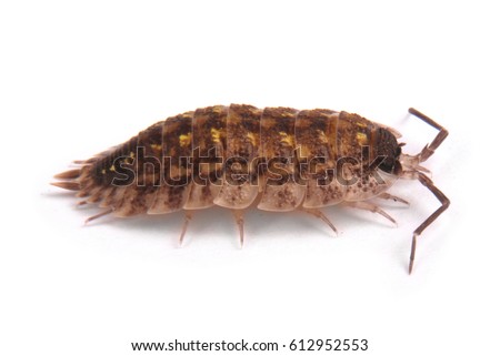 Close up view of a common woodlice (Porcellio scaber) from the side isolated on a white background with soft shadow