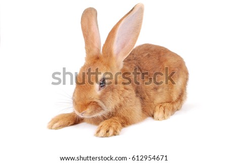 Little orange rabbit isolated on white background