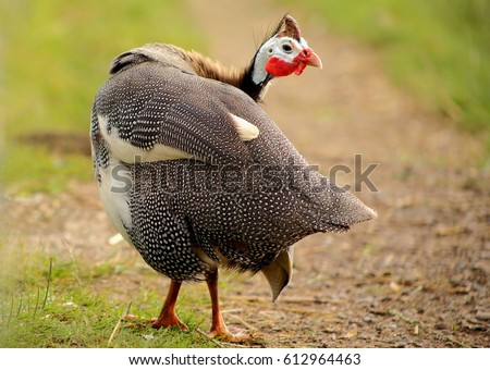 Photo of a helmeted,spotted guinea fowl looking back in a poultry farm. Royalty-Free Stock Photo #612964463