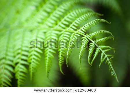 Freshness Green leaf of Fern on blur background in the garden. Apply for natural ecology summer background and fresh wallpaper concept.