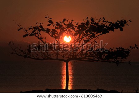 the silhouette picture of a tree with the sea