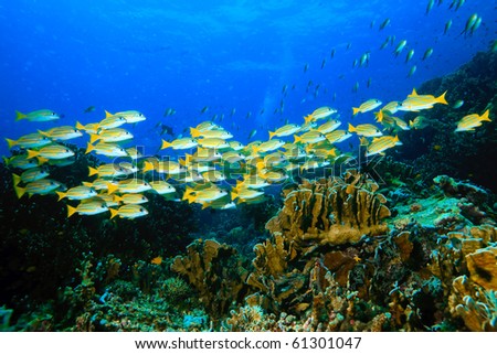 Yellow runner group swimming cross the reef Royalty-Free Stock Photo #61301047