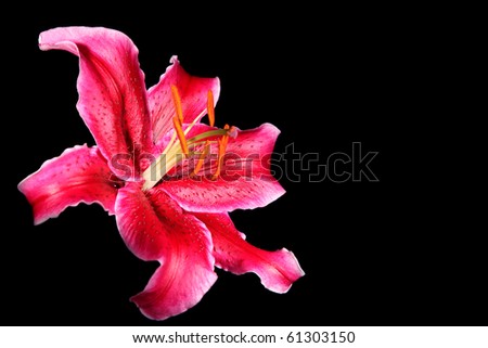 Oriental or Stargazer Lily, isolated on black background. Room for copy. Shallow depth of field, selective focus. XXXL image.