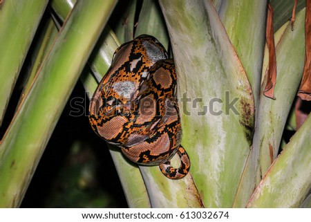 Big snake on banana tree