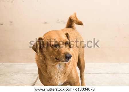 happy dozy brown dog with funny sleepy face