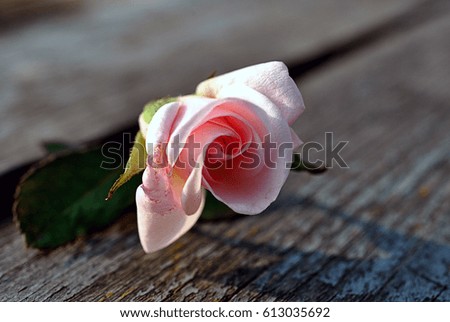 Pink roses on old wooden background.