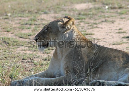 African Lioness in sun