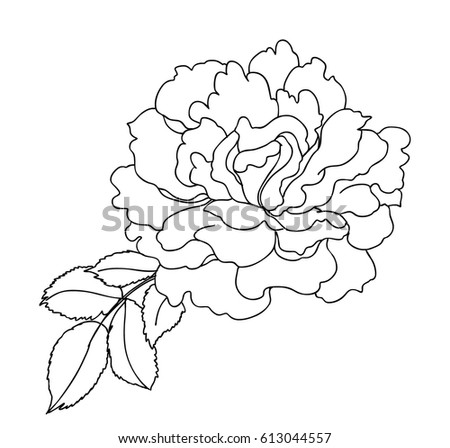 Hand drawn and sketch design Fairy Rose or Pygmy Rose , tropical Flower