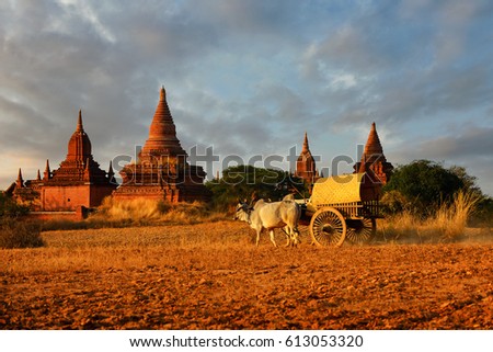 Back side of Burmese rural transportation with two white oxen pulling wooden cart on dusty road on the Bagan pagodas field background on during sunet ,vintage styel , Myanmar