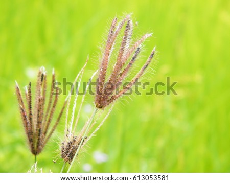 The flower of the grass around the rice fields