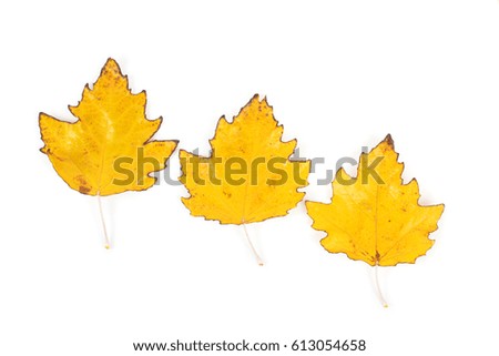 bright leaves of white poplar
