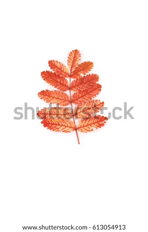 orange bright rowan leaves closeup