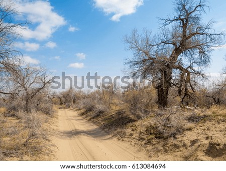 sand spring steppe. trees and sand on blue sky background. steppes of Kazakhstan