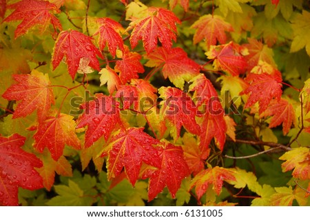 Bright red vine maple growing in the forest in autumn
