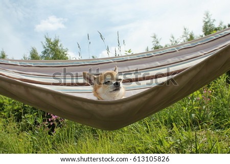 A chihuahua dog in a hammock.