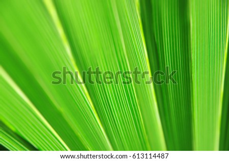 Close up of Tropical Green Leaf Texture use as a Background for Design