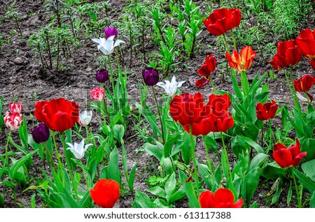 Flowering tulips on a flowerbed in a garden in the spring.