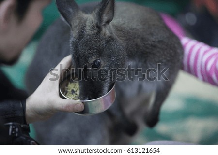 children feeding a kangaroo at the zoo