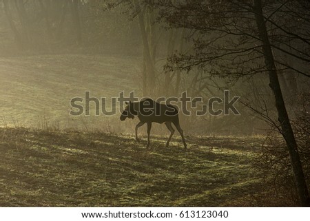 Lonely moose in the mist