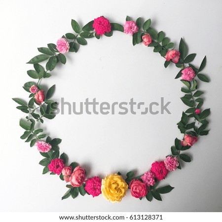 Colorful roses White background