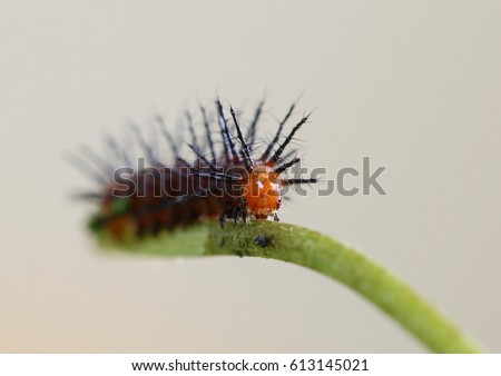 Selective focus on the head of a tawny coster larva or caterpillar in its 3rd or 4th instar feeding on the outer skin layer of a vine of Passiflora foetida.