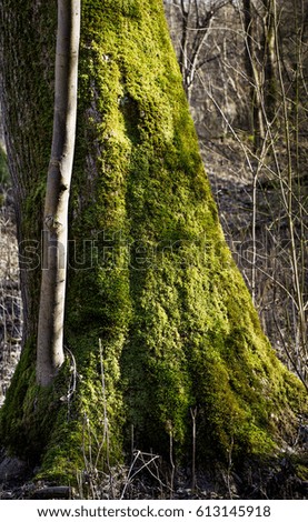 Tree With Moss