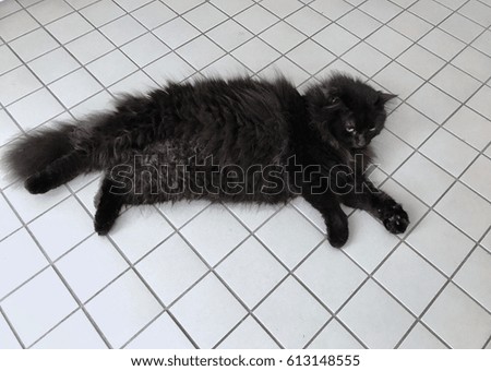 Black Cat is relaxing on floor