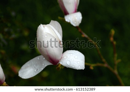 Spring colors. Magnolia