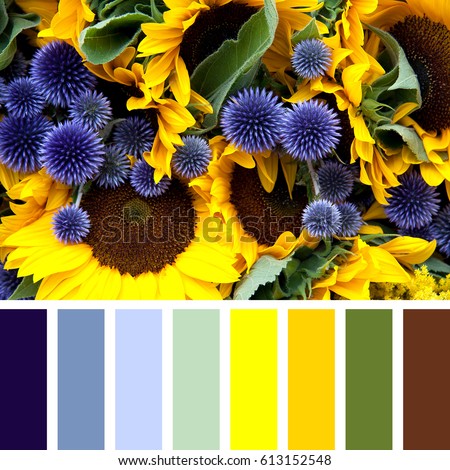 Closeup or sunflowers and allium flowers, in a colour palette with complimentary colour swatches.