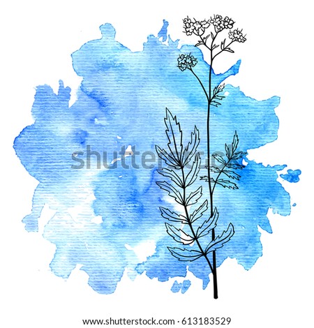 vector flower of valerian at blue watercolor background, hand drawn medical herb, line drawing plant, isolated floral element