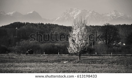 Cherry tree and the mountain