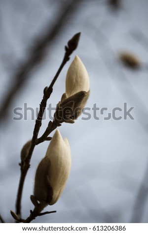 sprout of the magnolia