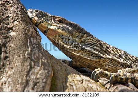 a big lace monitor goanna lays and watches