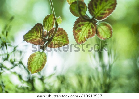 green nature background, ( selective focus, shallow dept of field)