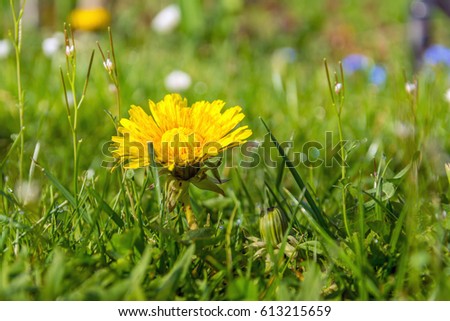 picture of a little dandelion in deep green grass - to use for cards or background