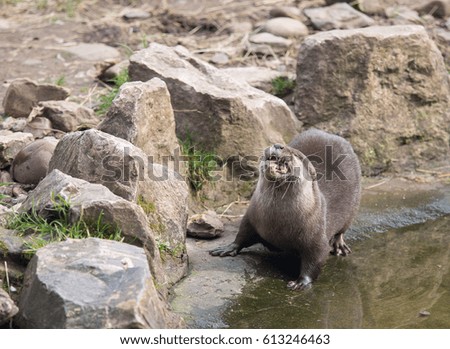 Asian short clawed otter eating fish.