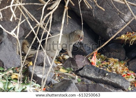 Mongoose looking for food on Caribbean Island of St Kitts.