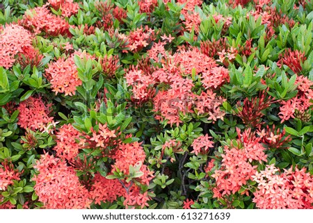 Many Red  spike  Flower ,Full Picture
