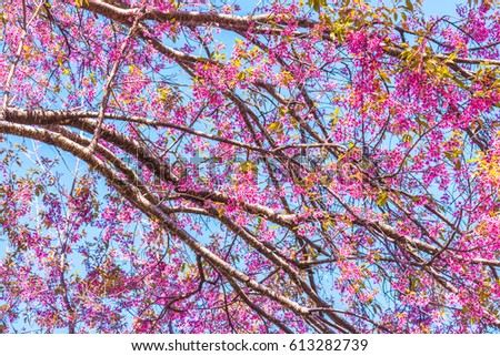 Background of Cherry Blossom Flowers, Thailand.