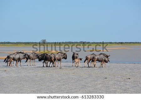 Wildebeests is walking in the lake, Nata Bird Sanctuary, Makgadikgadi pans, Botswana, Summer