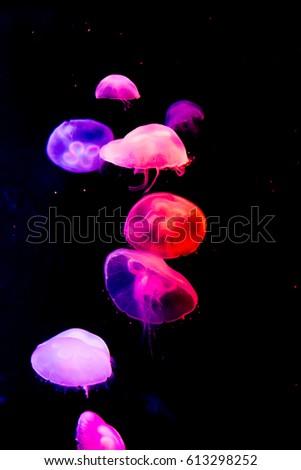 Sea Jellies