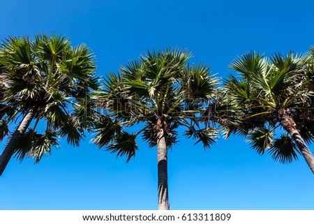 Palm tree with blue sky background in sunshine day at Phuket, Thailand