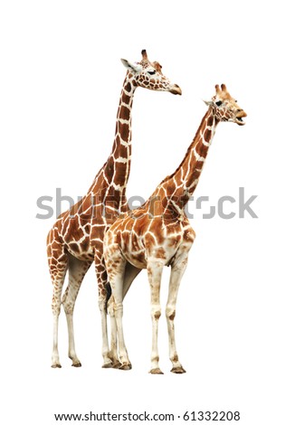 Two giraffe isolated on white background