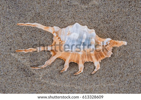 Sea shell on the beach sand background.
