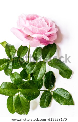 Beautiful single pink roses and leaves isolated on white background.