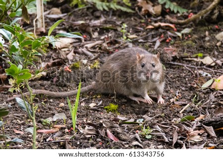 Brown rat (Rattus norvegicus) looking at camera. Common rodent foraging amongst plants in botanic garden, with impressive whiskers Royalty-Free Stock Photo #613343756