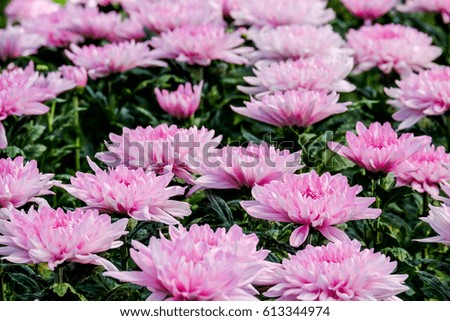 Beautiful pink chrysanthemum in the garden
