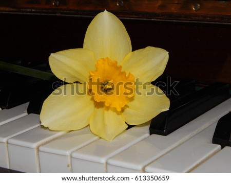 Piano keys bouquet of yellow daffodils